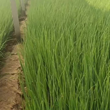 小弓棚葱苗开始预定了，有需要三四月份葱苗的老板联系，品种