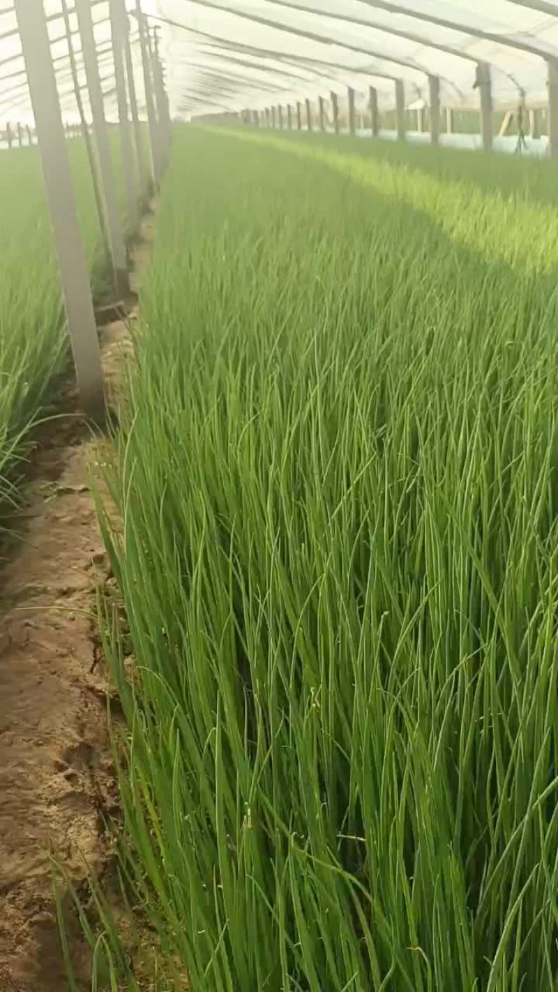 小弓棚葱苗开始预定了，有需要三四月份葱苗的老板联系，品种