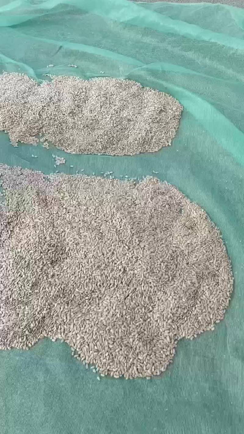 吊瓜子