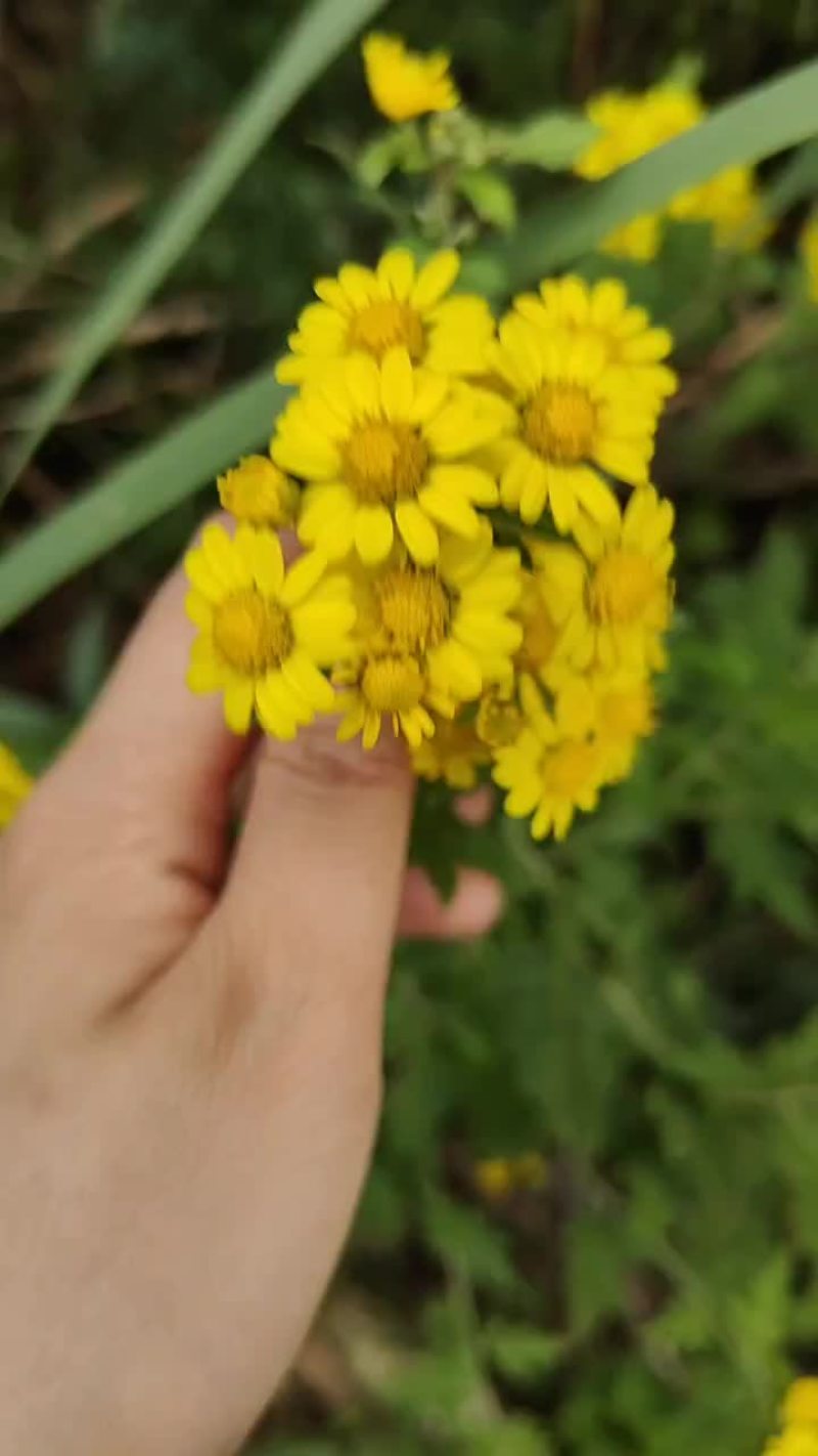四川野生菊花