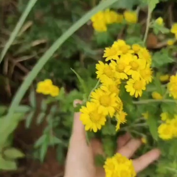 四川野生菊花