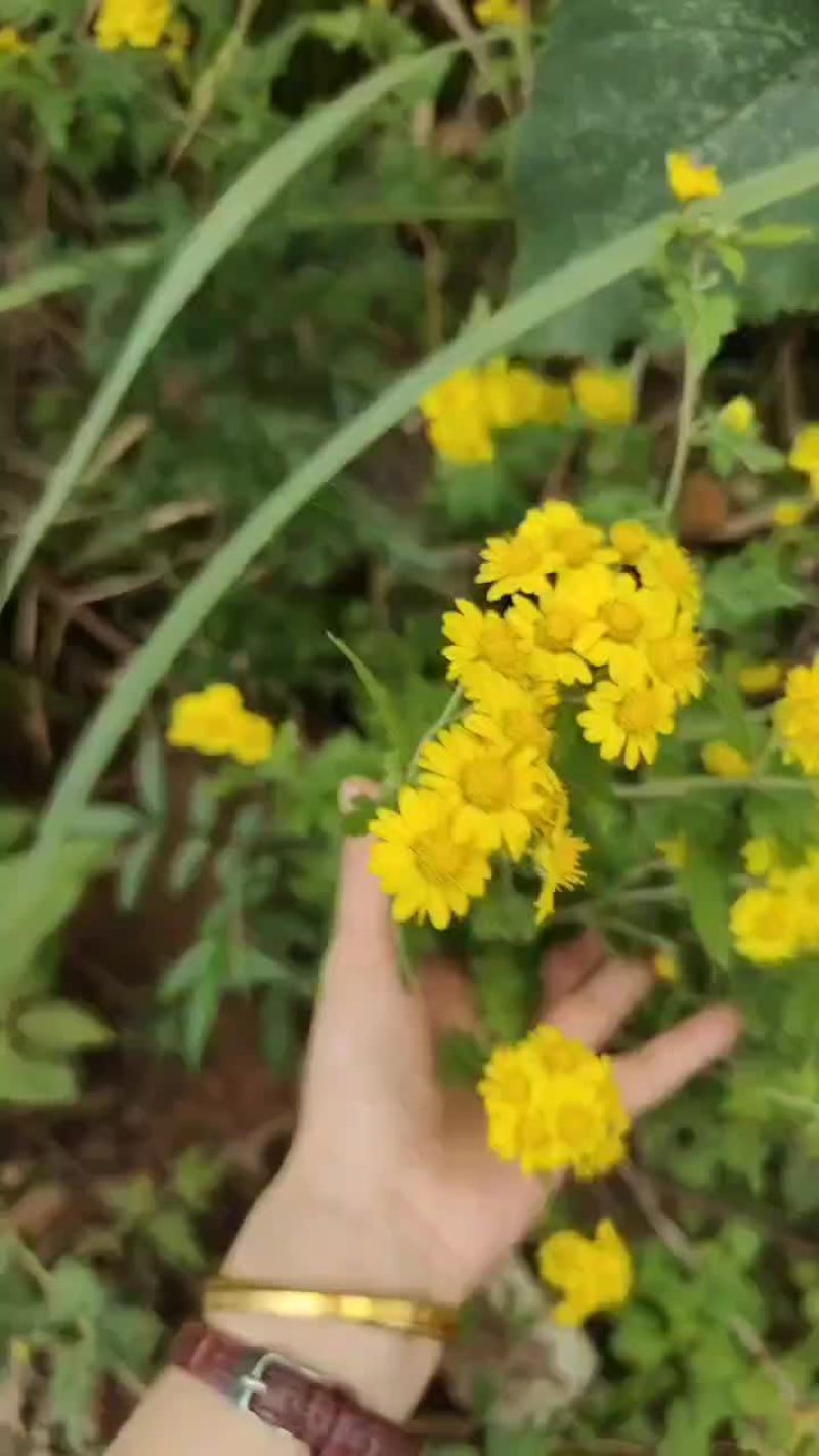 四川野生菊花