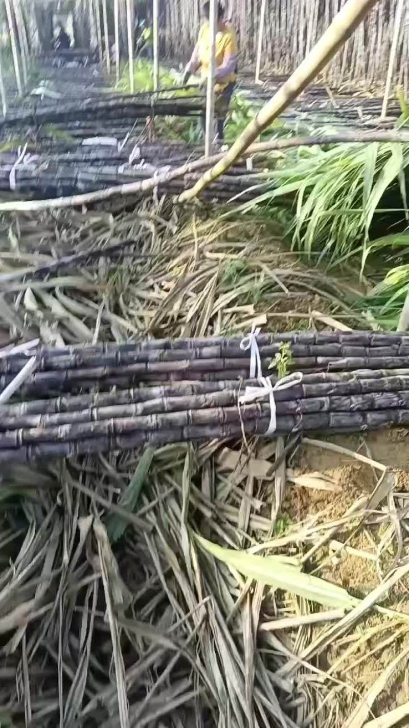 英德黄皮都是2.8以上的大货