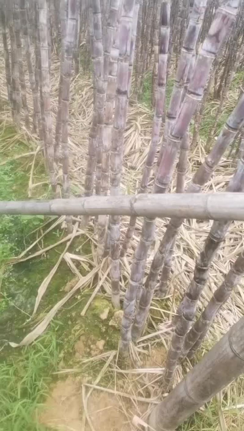 英德黄皮都是2.8以上的大货