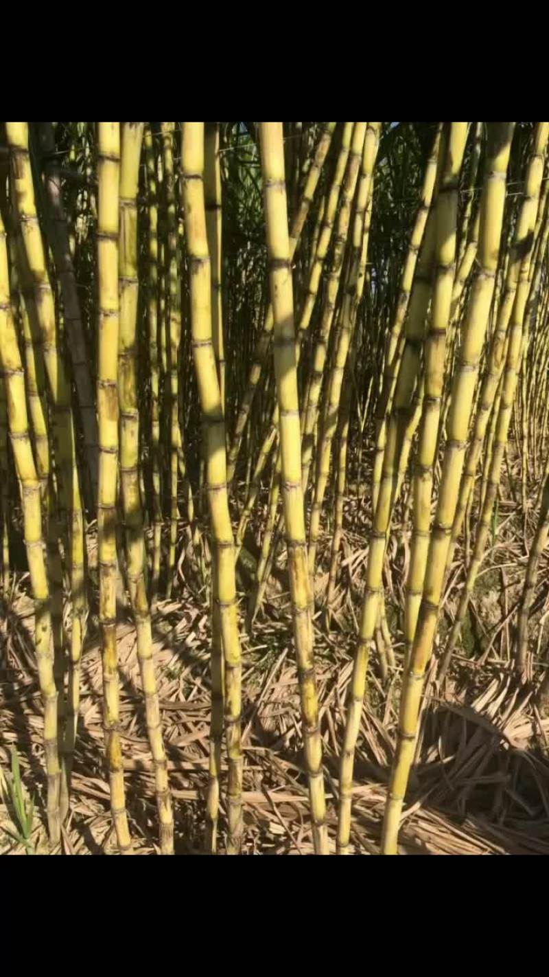 英德黄皮都是2.8以上的大货