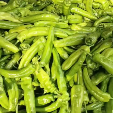 新乐市小流村疏菜基地，个种疏菜大量上市