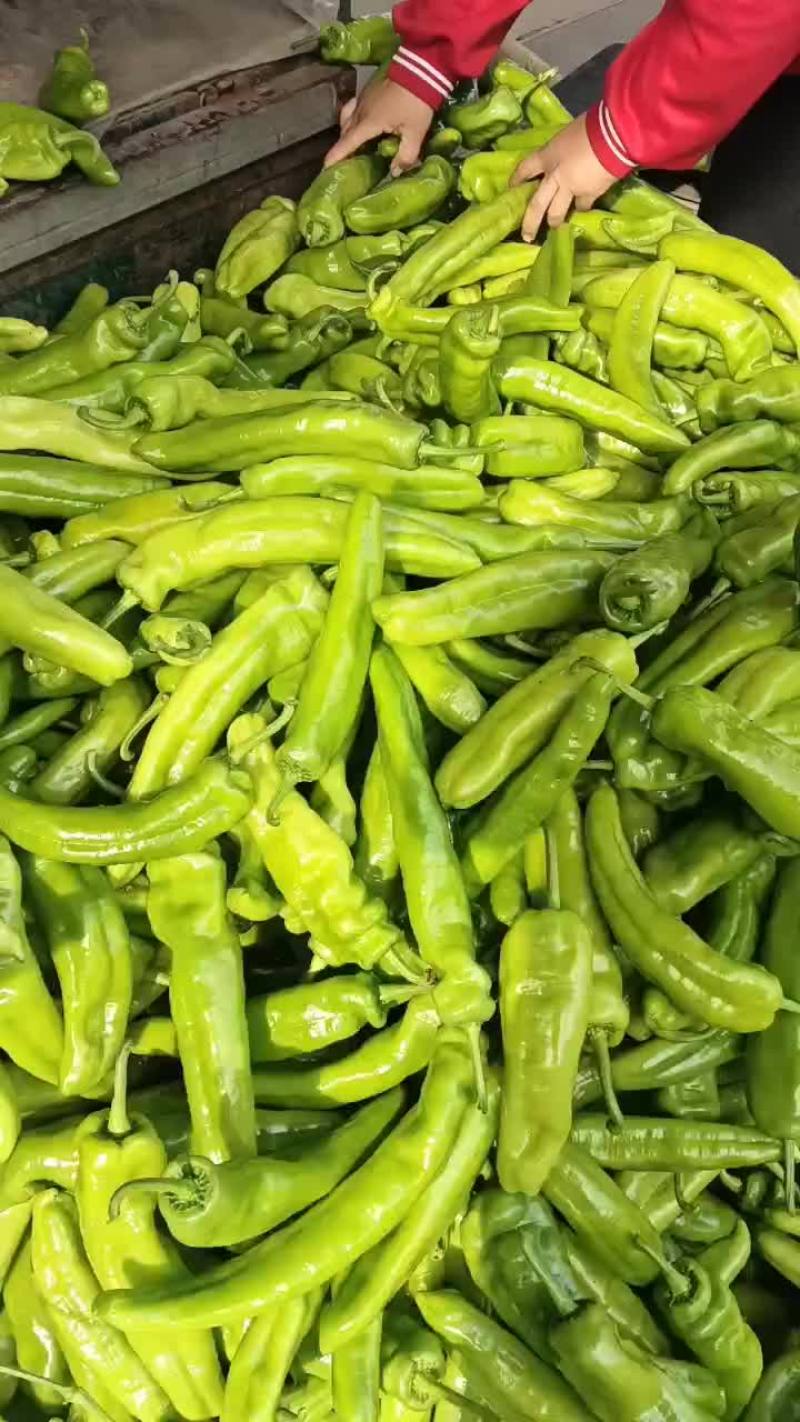 新乐市小流村疏菜基地，个种疏菜大量上市