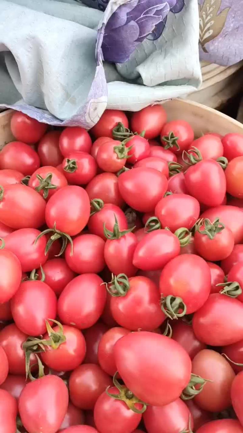 新乐市小流村大棚蔬菜基地，
