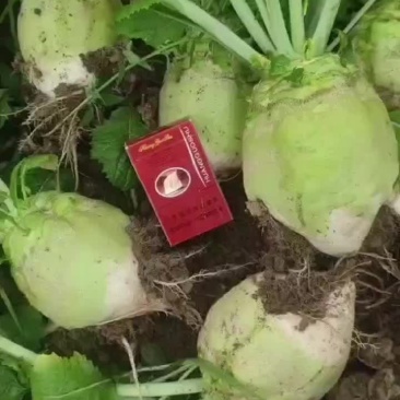 疙瘩