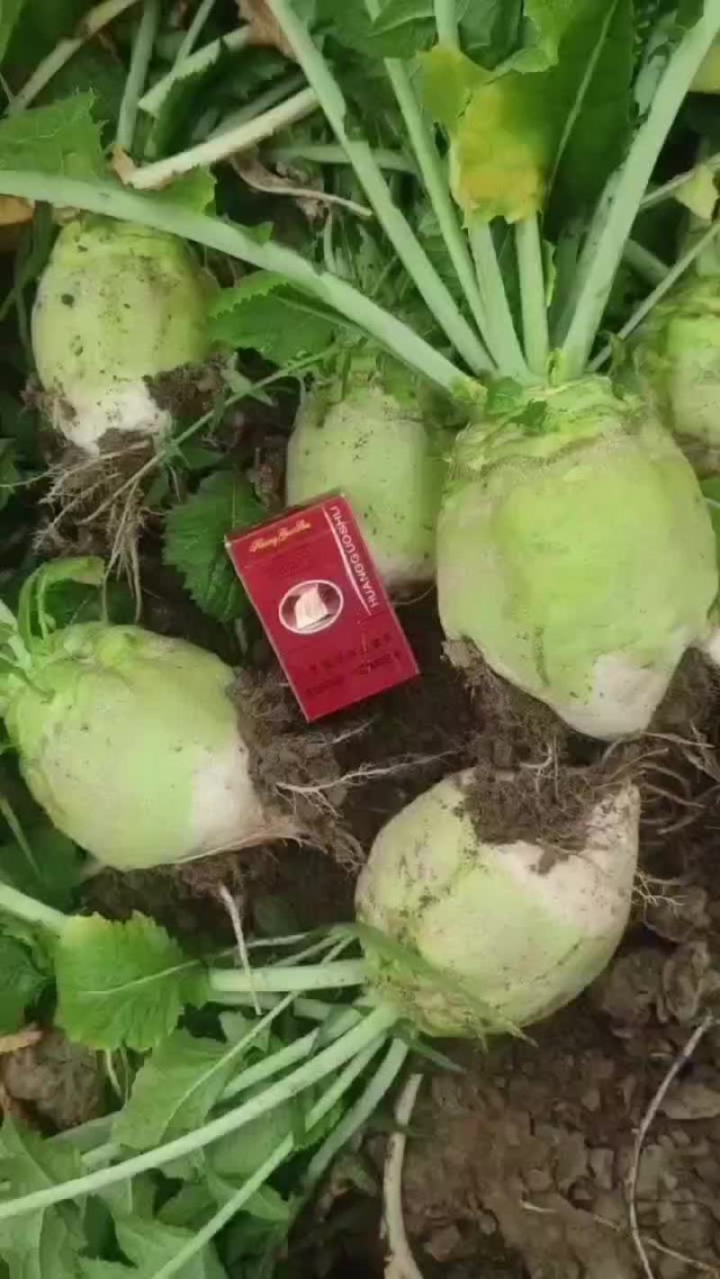 疙瘩