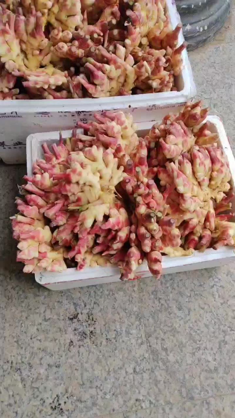 磐安县生姜