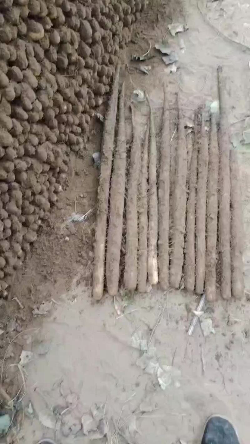 河南省安阳市内黄县沙土地山药基地大量上市好多品种