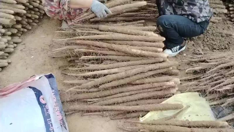 河南省安阳市内黄县沙土地山药基地大量上市好多品种