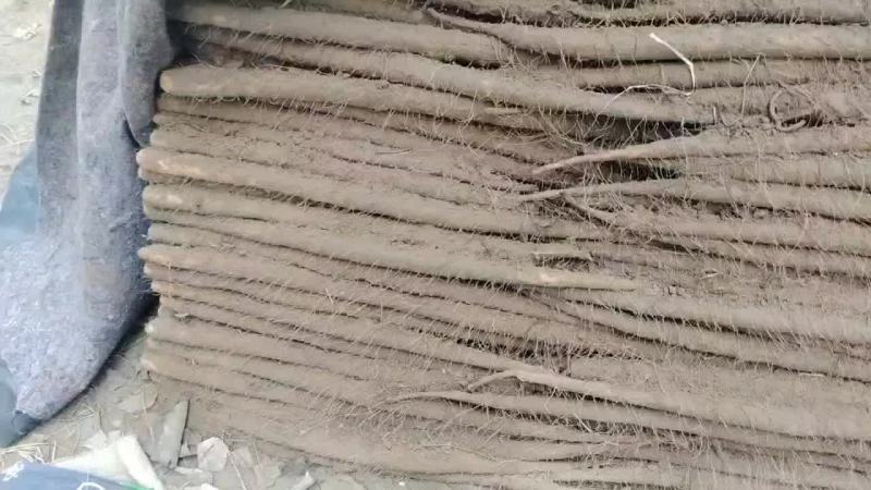河南省安阳市内黄县沙土地山药基地大量上市好多品种