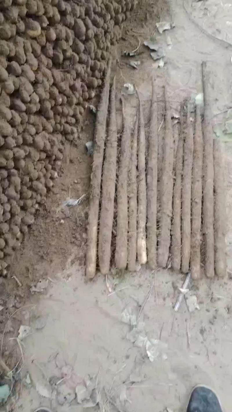 河南省安阳市内黄县沙土地山药基地大量上市好多品种