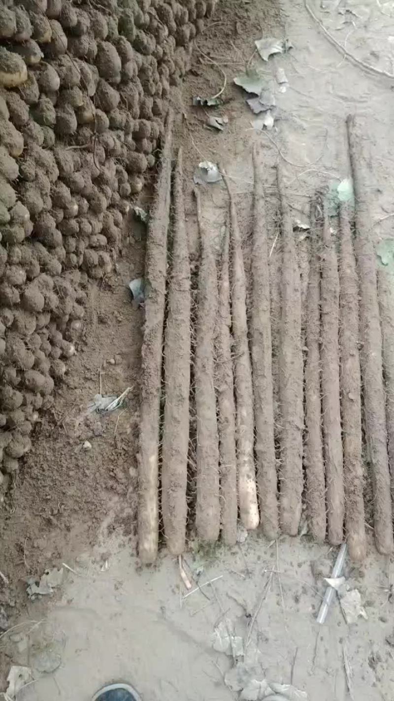 河南省安阳市内黄县沙土地山药基地大量上市好多品种
