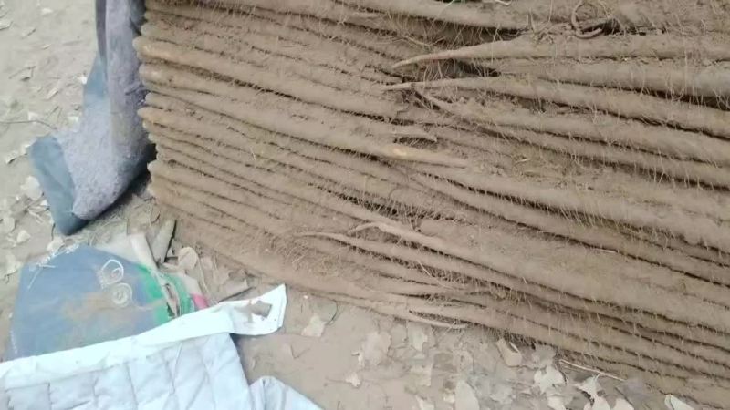 河南省安阳市内黄县沙土地山药基地大量上市好多品种
