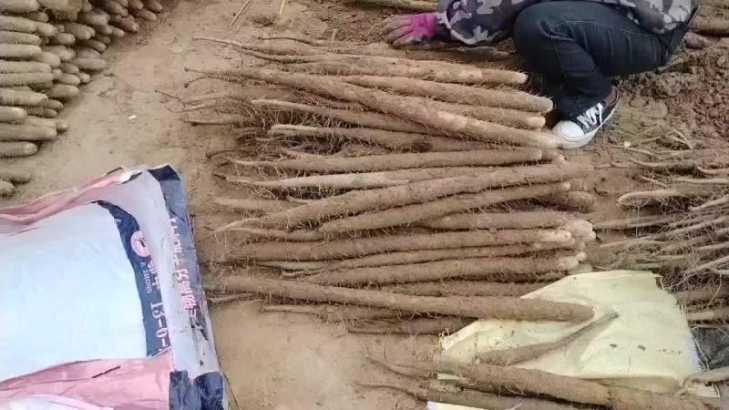 河南省安阳市内黄县沙土地山药基地大量上市好多品种