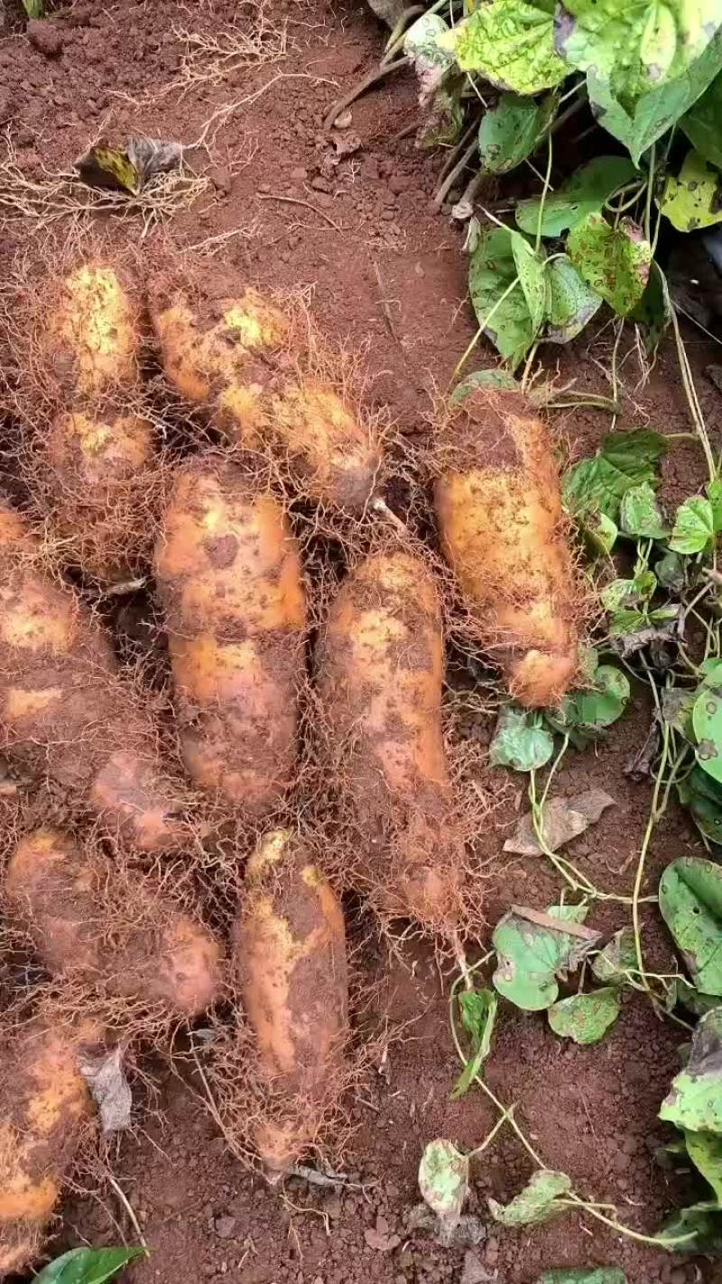 毛薯