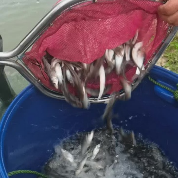生态花骨鱼