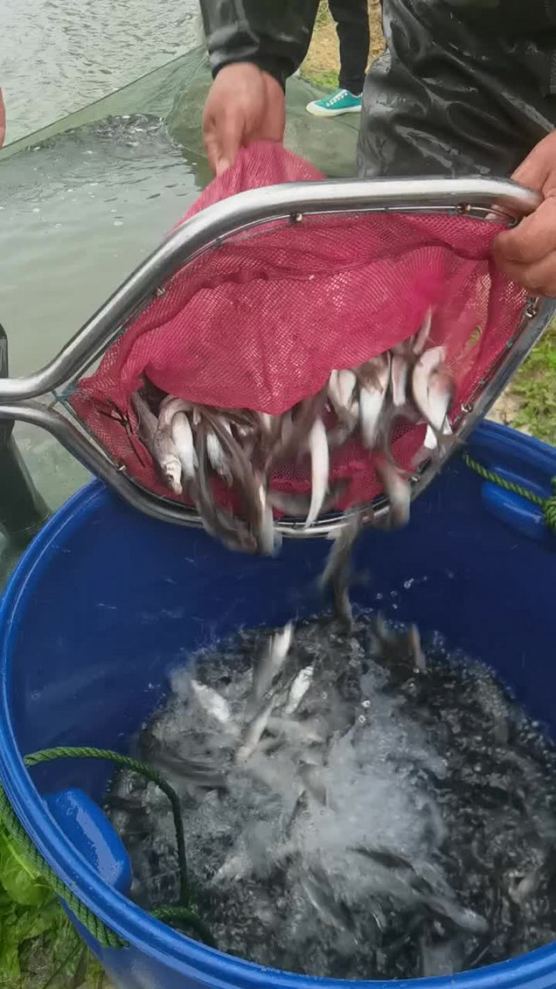 生态花骨鱼