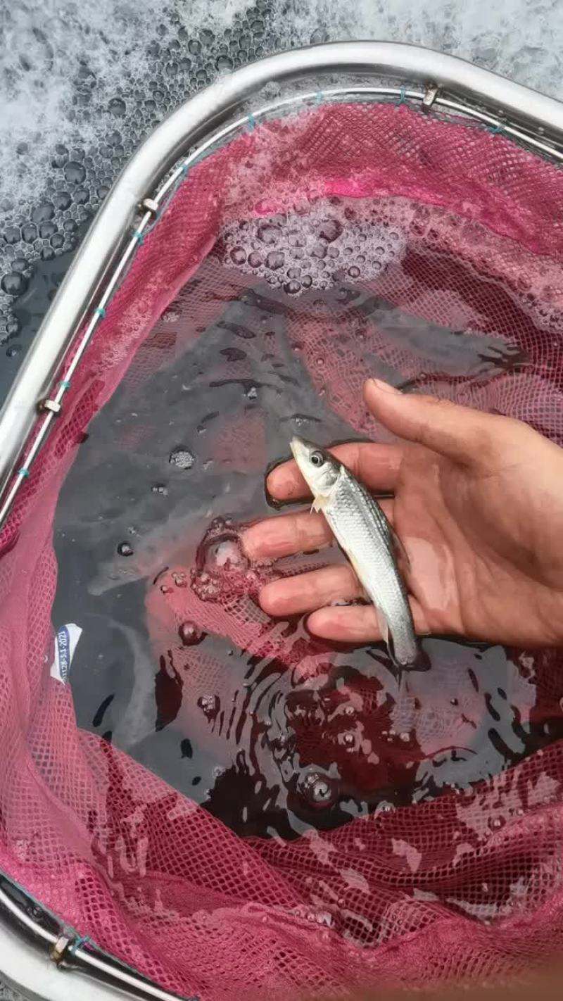 生态花骨鱼