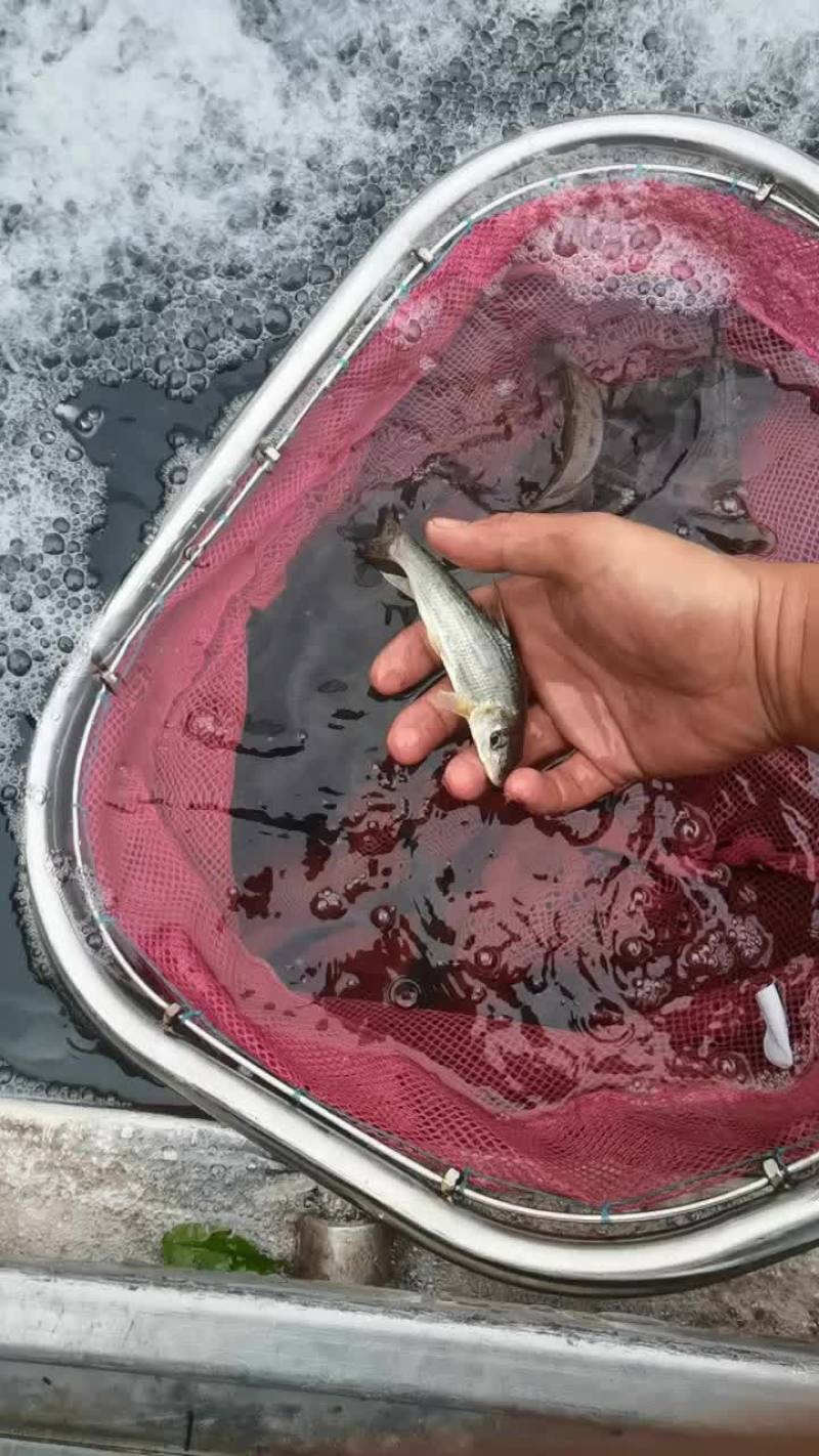 生态花骨鱼