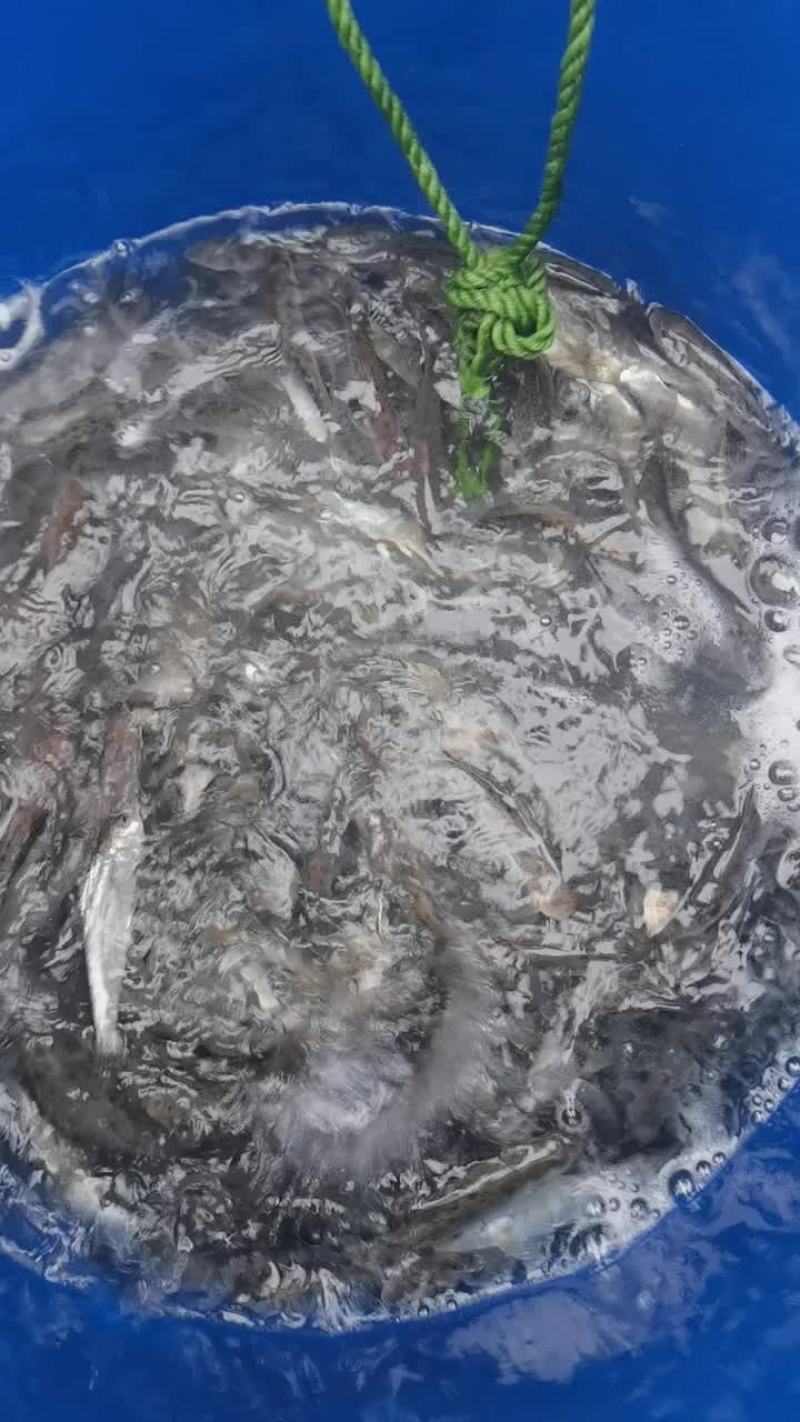 生态花骨鱼