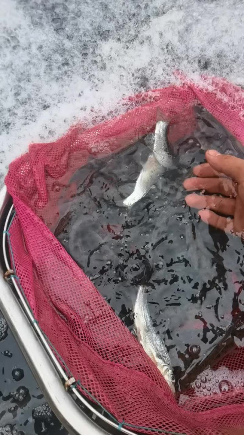 生态花骨鱼