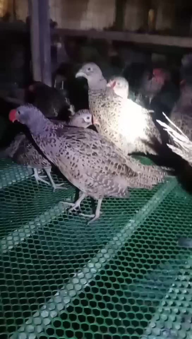 90龄的公鸡2000羽，母鸡3000羽，还有50天脱温公