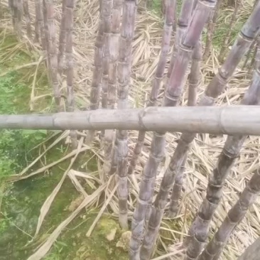 英德黑皮甘蔗都是2米8以上的每条都是8斤以上的
