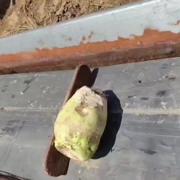 疙瘩
