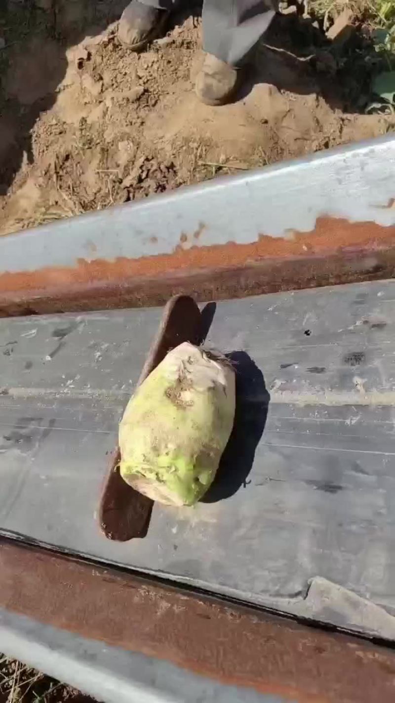 疙瘩