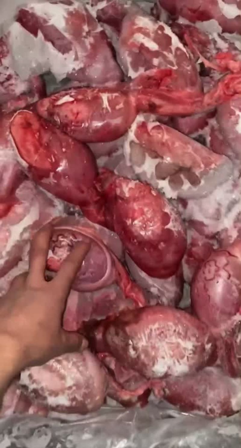 牛蛋