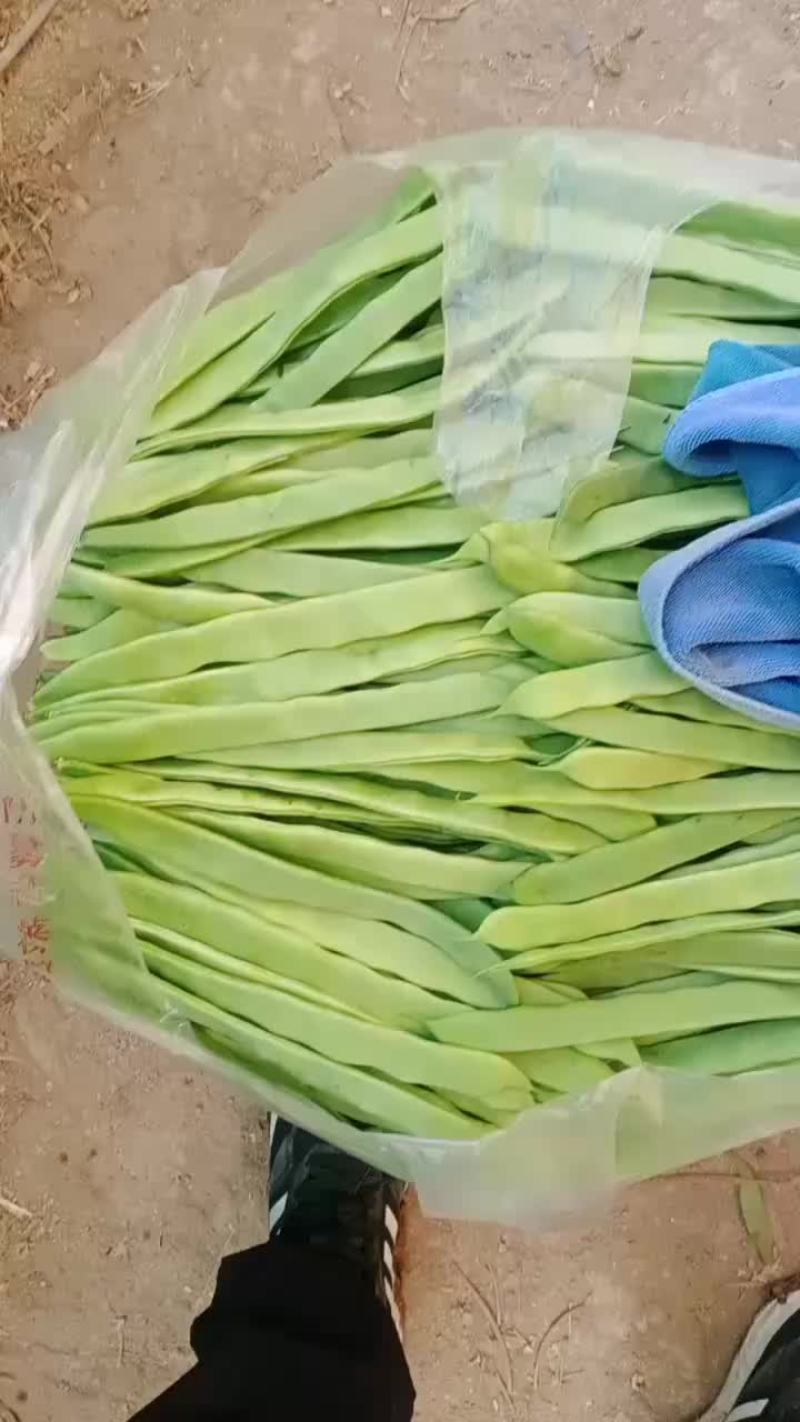 扁青芸豆