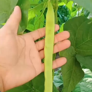 扁青芸豆