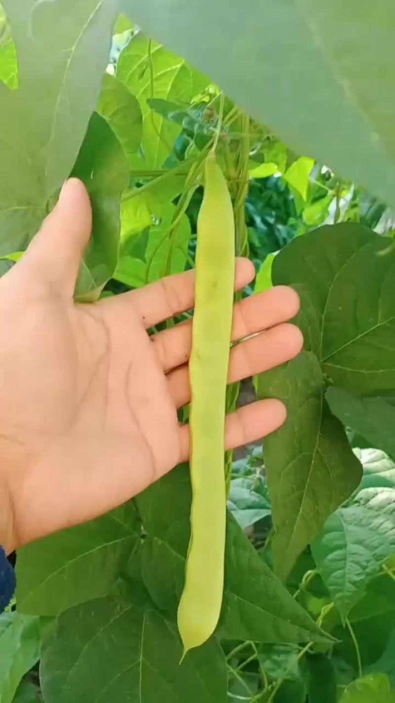 扁青芸豆