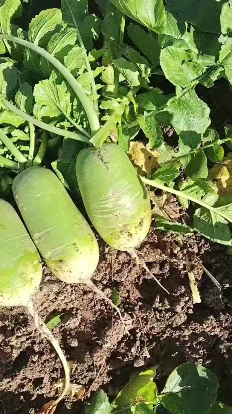 大荔县青萝卜