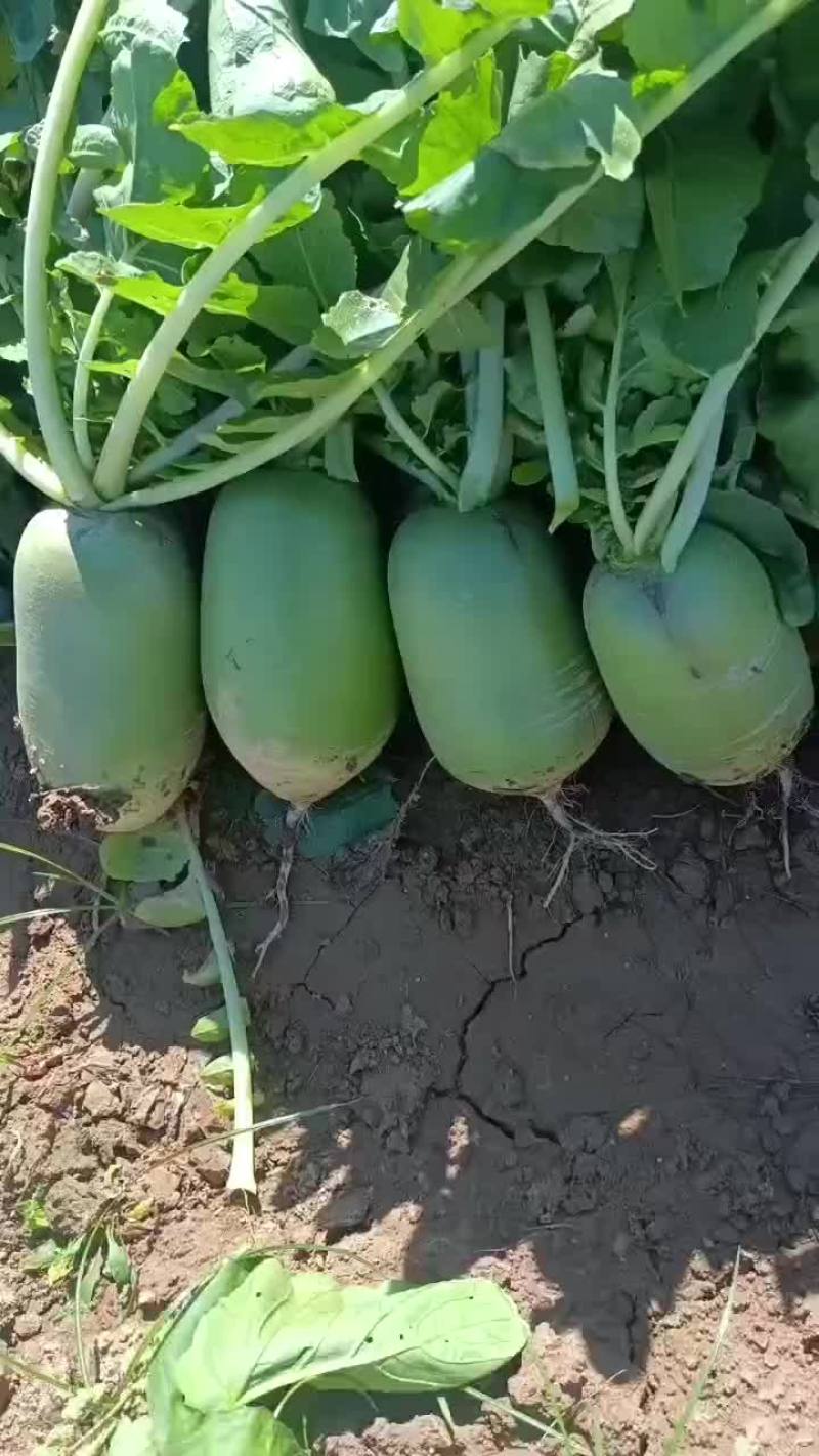 大荔县青萝卜