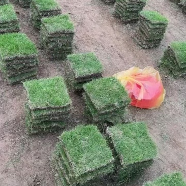 马尼拉草皮、草卷、