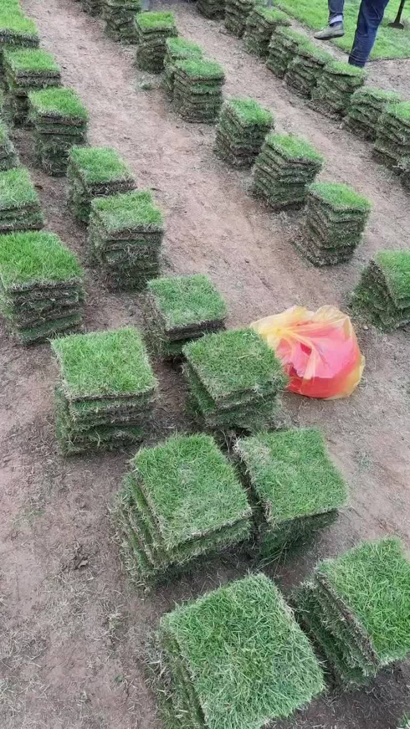 马尼拉草皮、草卷、