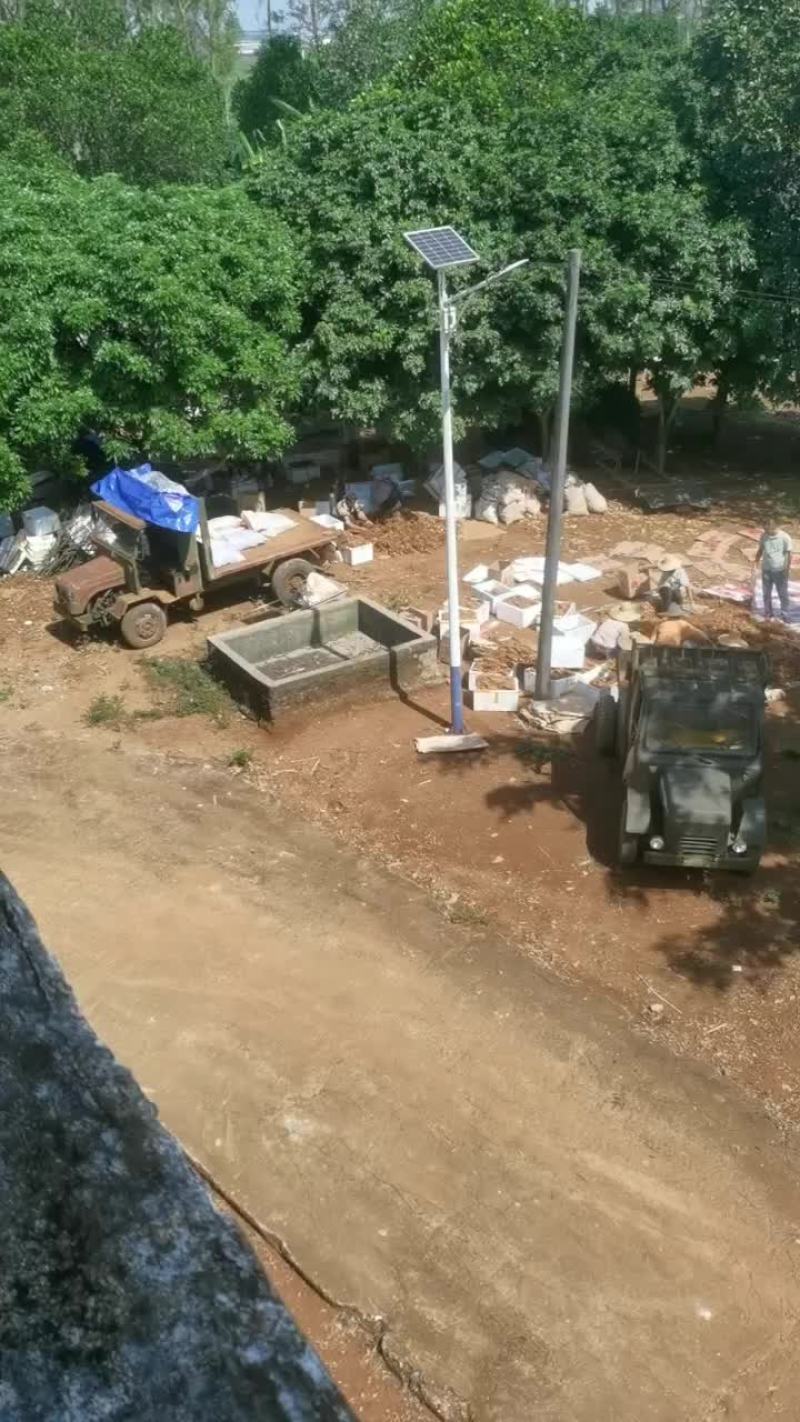 毛薯种植