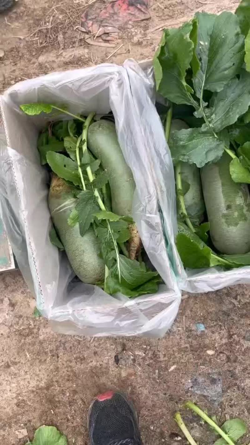 沙窝萝卜