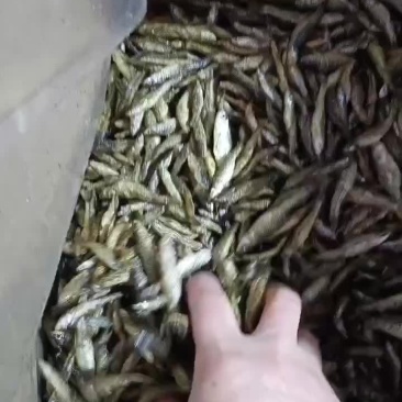 油炸麦穗鱼，质量好，十成干，无盐不苦的