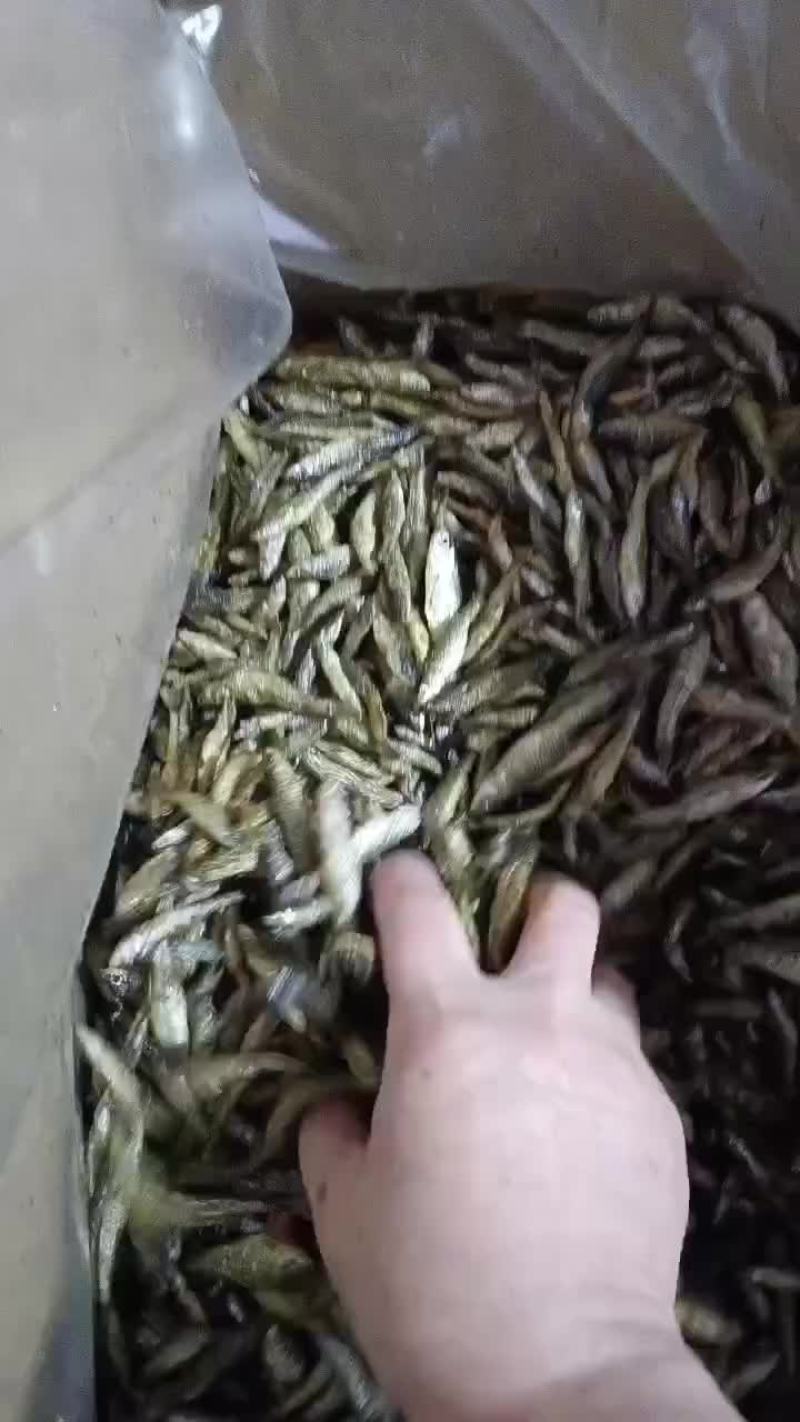 油炸麦穗鱼，质量好，十成干，无盐不苦的