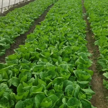 毛白菜，青菜，大量供应食堂，超市