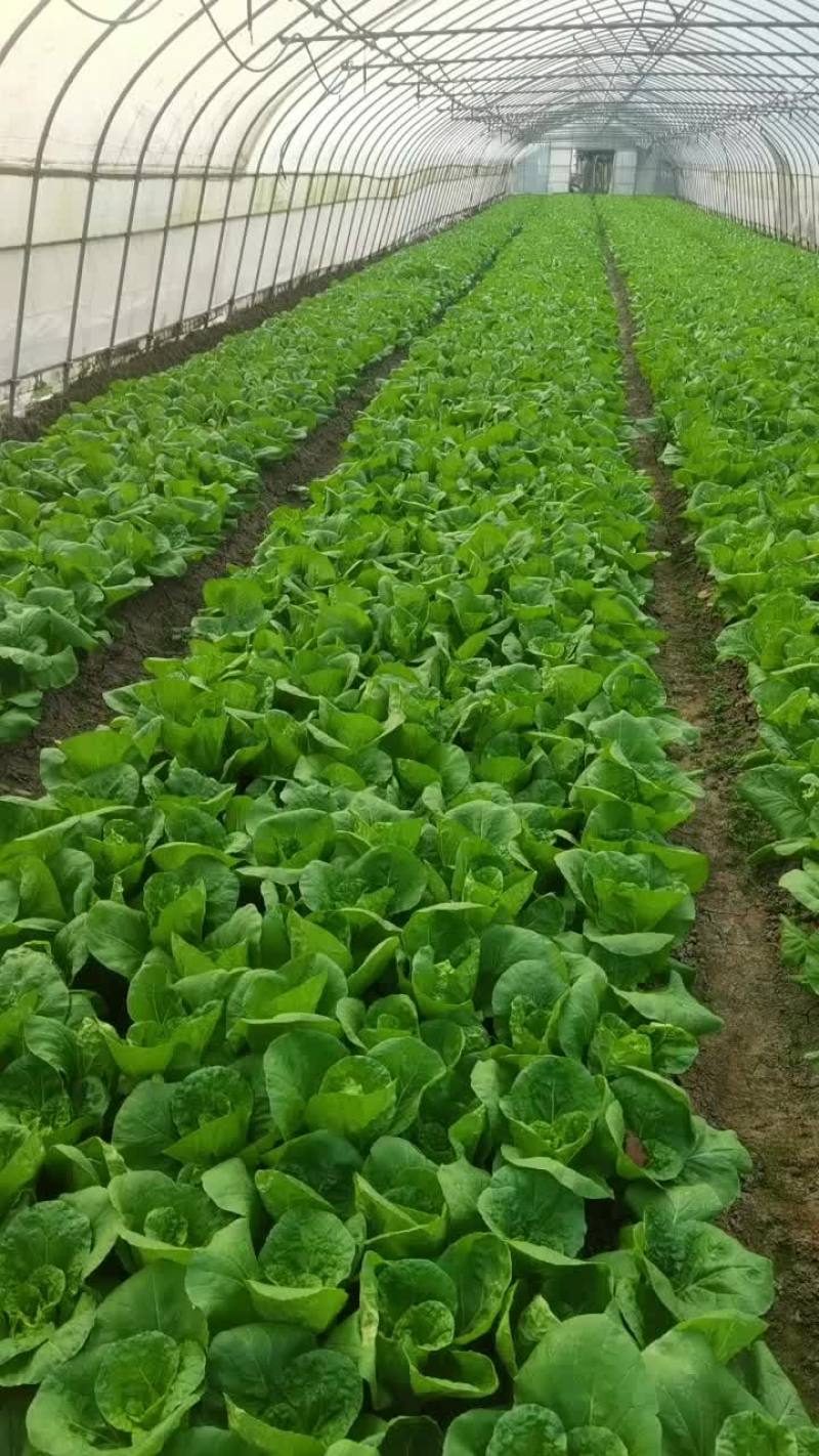 毛白菜，青菜，大量供应食堂，超市