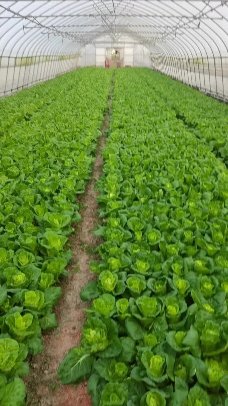 毛白菜，青菜，大量供应食堂，超市
