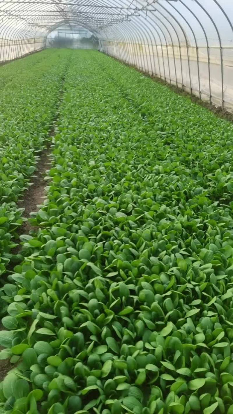 毛白菜，青菜，大量供应食堂，超市