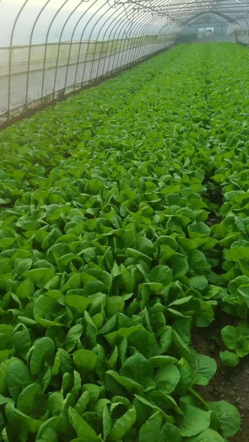毛白菜，青菜，大量供应食堂，超市